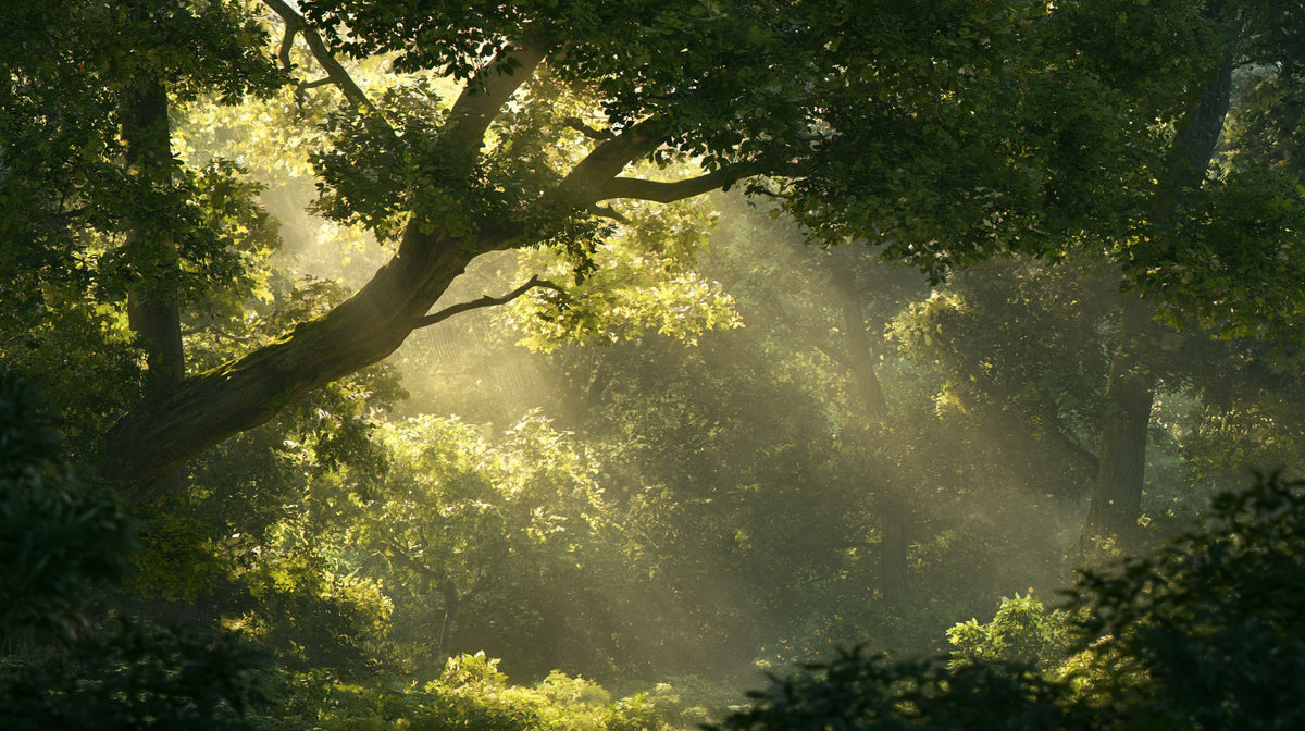 Sunlight streaming through the trees of a misty forest